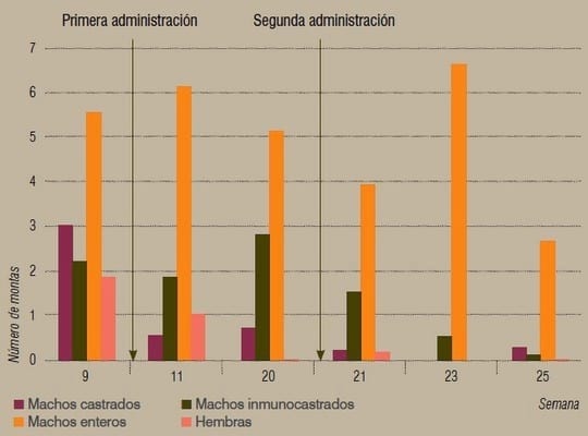Resultados de diversas alternativas a la castración quirúrgica de cerdos - Image 13