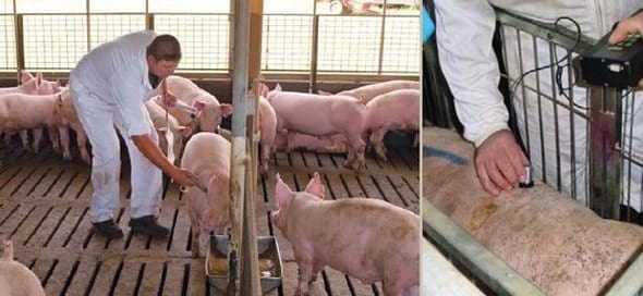 Resultados de diversas alternativas a la castración quirúrgica de cerdos - Image 6