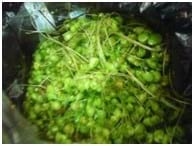 Caracterización de tres especies de plantas (Rumex Crispus, Azolla Anabaena, Beta Vulgaris) con potencial forrajero para consumo en alimentación animal - Image 2