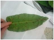 Caracterización de tres especies de plantas (Rumex Crispus, Azolla Anabaena, Beta Vulgaris) con potencial forrajero para consumo en alimentación animal - Image 1