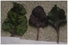 Caracterización de tres especies de plantas (Rumex Crispus, Azolla Anabaena, Beta Vulgaris) con potencial forrajero para consumo en alimentación animal - Image 3
