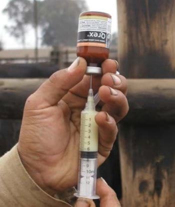 Evaluación de la Eficacia y Tolerancia de una Solución Antibiótica Inyectable sobre la base de una Cefalosporína de última generación en Bovinos de Engorde - Image 6