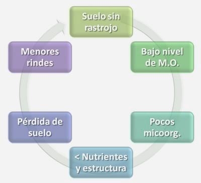 Microorganismos Benéficos: El nuevo paradigma agronómico. - Image 3