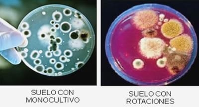 Microorganismos Benéficos: El nuevo paradigma agronómico. - Image 4