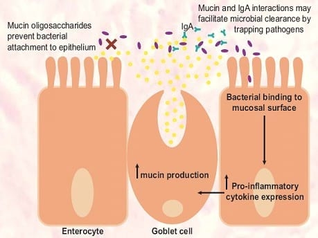 Utilización de Enzimas, Prebióticos y Probióticos en la Alimentación Animal - Image 1