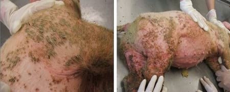 Paraqueratosis en Cerdos por deficit de Zinc - Image 2