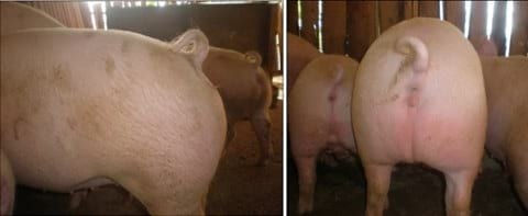 Paraqueratosis en Cerdos por deficit de Zinc - Image 3