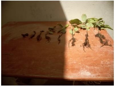 Eficacia de bioestimulante para inducir el Crecimiento y Desarrollo Radicular en Etapa de Vivero del Cultivo de Cacao bajo las condiciones del Valle Chancay (Perú) - Image 25