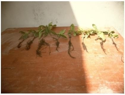 Eficacia de bioestimulante para inducir el Crecimiento y Desarrollo Radicular en Etapa de Vivero del Cultivo de Cacao bajo las condiciones del Valle Chancay (Perú) - Image 26