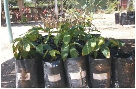 Eficacia de bioestimulante para inducir el Crecimiento y Desarrollo Radicular en Etapa de Vivero del Cultivo de Cacao bajo las condiciones del Valle Chancay (Perú) - Image 21