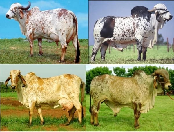 La piel y sus componentes - Image 7