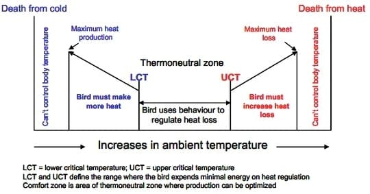Medidas de alimentación para combatir el Estrés Térmico en broilers - Image 1