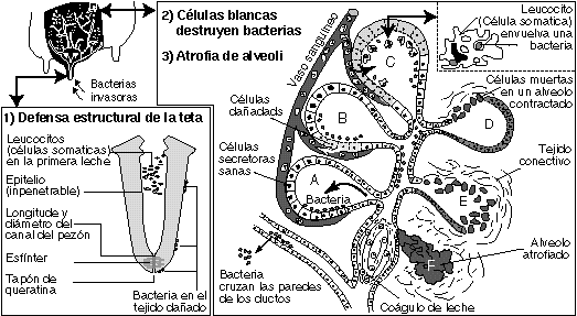 Conociendo algunos sistemas diagnósticos de campo, de utilidad, en la ganadería lechera actual. - Image 4