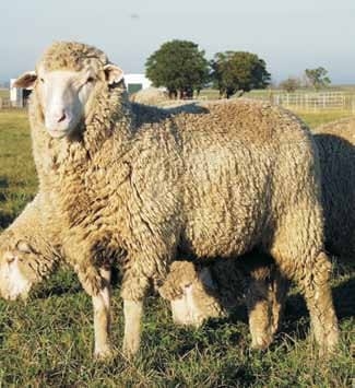 Alternativas tecnológicas para la mejora de la competitividad del rubro ovino: Avances de la investigación de INIA en la raza Merino Dohne - Image 6