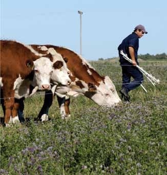 En tiempos de Agricultura: ¿Hacia dónde vamos en la invernada intensiva? - Image 6