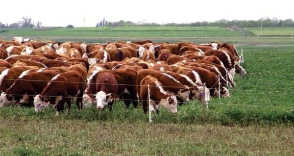 En tiempos de Agricultura: ¿Hacia dónde vamos en la invernada intensiva? - Image 9