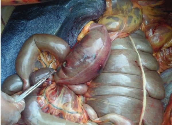Enterolitos en Caballos - Image 1