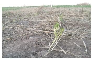 Garbanzo: Un cultivo invernal que promete - Image 7