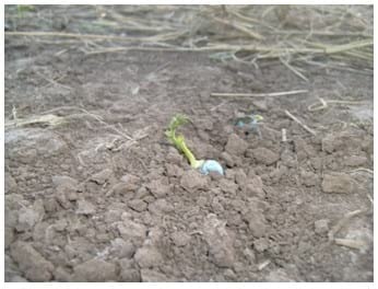 Garbanzo: Un cultivo invernal que promete - Image 6