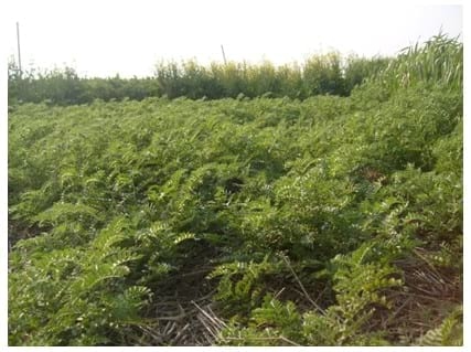 Garbanzo: Un cultivo invernal que promete - Image 1