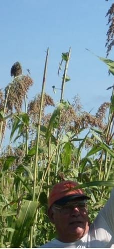 El Millo Cebada (Sorghum bicolor (L.) Moench ssp.. bicolor raza guinea ) en Villaclara. - Image 1
