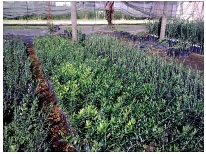 Ensayo de Biohumus Solbío, elaborado a partir de orujo de oliva y estiércol bovino, como sustrato para el desarrollo de plantines de olivo - Image 3