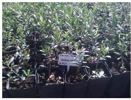 Ensayo de Biohumus Solbío, elaborado a partir de orujo de oliva y estiércol bovino, como sustrato para el desarrollo de plantines de olivo - Image 5
