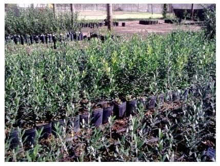 Ensayo de Biohumus Solbío, elaborado a partir de orujo de oliva y estiércol bovino, como sustrato para el desarrollo de plantines de olivo - Image 6