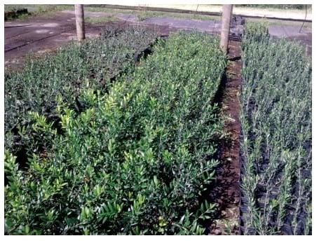 Ensayo de Biohumus Solbío, elaborado a partir de orujo de oliva y estiércol bovino, como sustrato para el desarrollo de plantines de olivo - Image 4