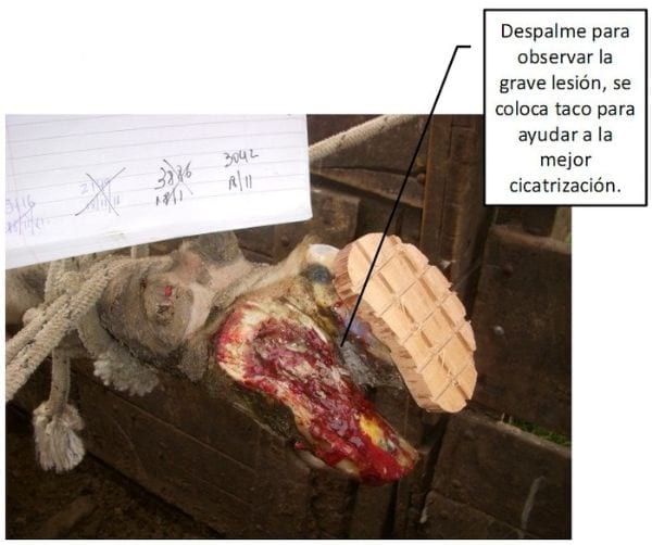 Pietín en la producción lechera - Image 9