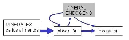 El Hueso en la Producción Equina III - Image 1