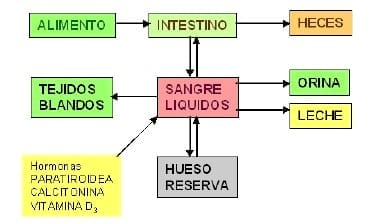 El Hueso en la Producción Equina III - Image 2