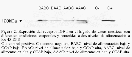 Efecto de la condición corporal y nivel de alimentación sobre la actividad ovárica, involución uterina y expresión del IGF-I en vacas mestizas durante el posparto - Image 6