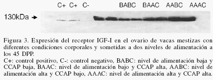 Efecto de la condición corporal y nivel de alimentación sobre la actividad ovárica, involución uterina y expresión del IGF-I en vacas mestizas durante el posparto - Image 7