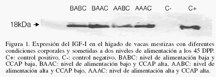 Efecto de la condición corporal y nivel de alimentación sobre la actividad ovárica, involución uterina y expresión del IGF-I en vacas mestizas durante el posparto - Image 5