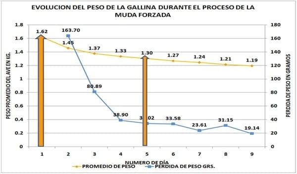 Muda forzada en Gallinas Productoras de Huevo para Plato (Pelecha) - Image 8