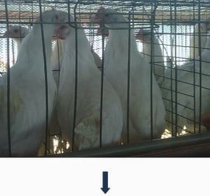 Muda forzada en Gallinas Productoras de Huevo para Plato (Pelecha) - Image 2