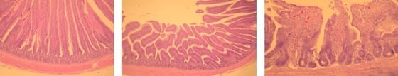 Evaluación del efecto del Bio-Mos® sobre los parámetros zootécnicos, microbiológicos, patológicos e histológicos en pollos de engorde frente a Salmonella enteritidis. - Image 3
