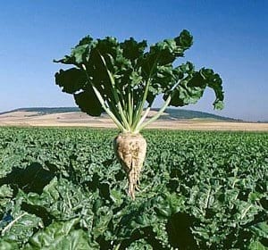 Betaína: Un Ingrediente Notable de Origen Natural - Image 1