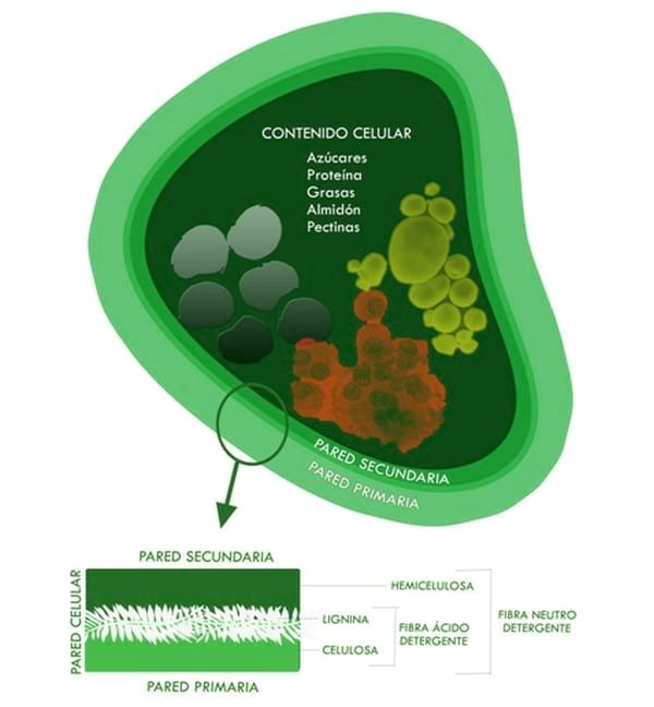 ¿De qué manera se analizan los pastos de su finca en el laboratorio? - Image 1