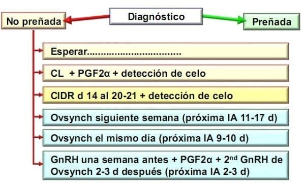 Estrategias para incrementar la eficiencia reproductiva del hato lechero - Image 6
