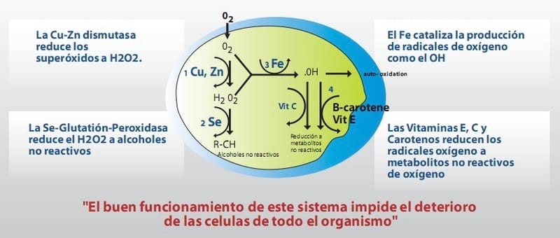 Suplementación vitamínico mineral inyectable en destete - recría de terneros - Image 2