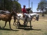 Tratamiento convencional de la úlcera corneal en caballo de polo - Image 1