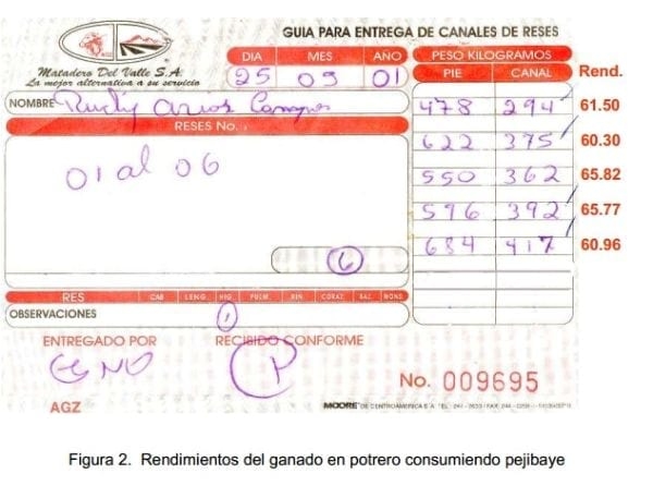 Experiencias con ganado estabulado utilizando pejibaye (Bactris gasipaes) y frutas tropicales en Costa Rica. - Image 7