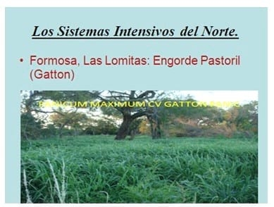 Los forrajes y la alimentación para intensificar la produccion de carne del norte argentino - Image 20