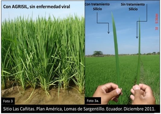 Cinta blanca en Arroz - Image 3