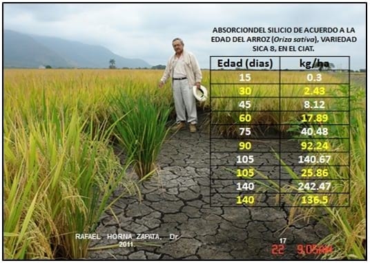 Cinta blanca en Arroz - Image 1