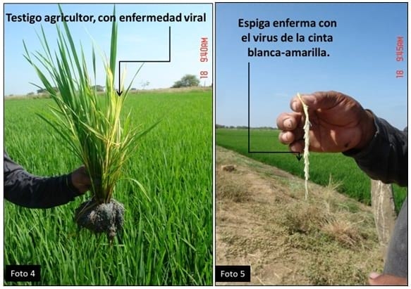 Cinta blanca en Arroz - Image 4