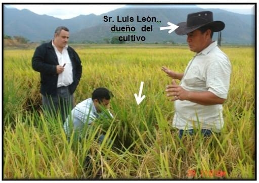 Cinta blanca en Arroz - Image 2