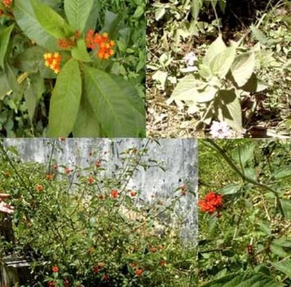 Algunas plantas tóxicas para el ganado lechero - Image 3